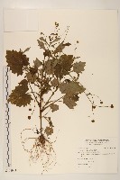 矮菊藏品圖，第1張