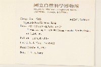 矮菊藏品圖，第2張