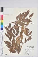 白珠樹藏品圖，第1張