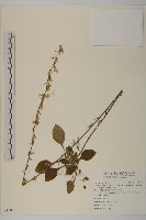 臺灣鬼督郵藏品圖，第1張