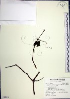 漢氏山葡萄藏品圖，第1張