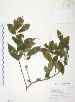 台灣山桂花藏品圖，第1張