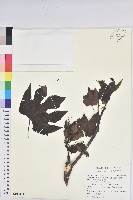 廣東油桐、皺桐藏品圖，第1張