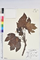 廣東油桐、皺桐藏品圖，第1張