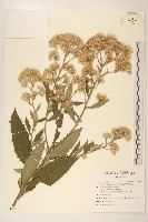 艾納香藏品圖，第1張