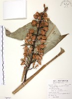 月桃、艷山姜、玉桃藏品圖，第1張