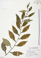 柚葉藤藏品圖，第1張