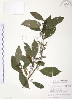 台灣山桂花藏品圖，第1張