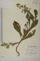 薄葉艾納香藏品圖，第1張