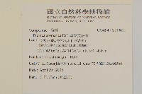 薄葉艾納香藏品圖，第2張