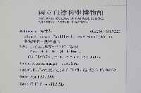 臺灣赤楊、臺灣榿木藏品圖，第2張