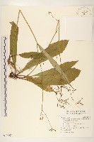 刀傷草藏品圖，第1張