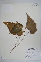 登錄號:S109033藏品圖，第1張