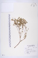 登錄號:S109037藏品圖，第1張