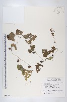 馬交兒藏品圖，第1張