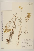 鼠麴舅藏品圖，第1張