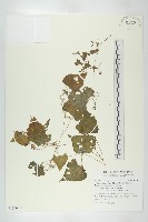 黑果馬交兒藏品圖，第1張