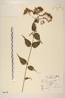 島田氏澤蘭藏品圖，第1張