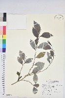 細葉饅頭果藏品圖，第1張