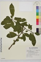 中原氏鼠李藏品圖，第1張