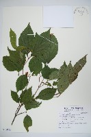 紅子莢迷藏品圖，第1張