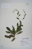 盾果草藏品圖，第1張