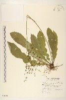 刀傷草藏品圖，第1張