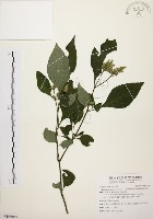 臺灣鱗球花藏品圖，第1張