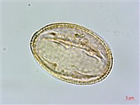 厚葉龍膽藏品圖，第1張