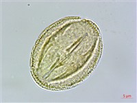 厚葉龍膽藏品圖，第2張