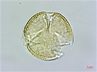 厚葉龍膽藏品圖，第3張