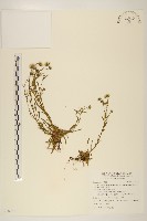 福山氏飛蓬藏品圖，第1張