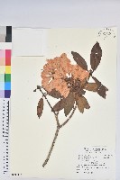 玉山杜鵑藏品圖，第4張