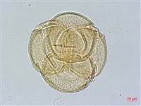 玉山杜鵑藏品圖，第2張