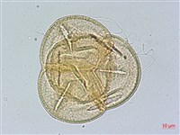 玉山杜鵑藏品圖，第3張