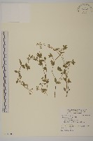 繁縷藏品圖，第1張