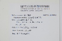 紫花鳳仙花藏品圖，第2張