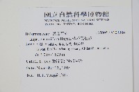 紫花鳳仙花藏品圖，第2張