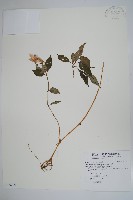 紫花鳳仙花藏品圖，第1張