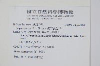 紫花鳳仙花藏品圖，第2張