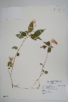 紫花鳳仙花藏品圖，第1張