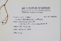 紫花鳳仙花藏品圖，第2張