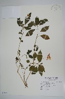 紫花鳳仙花藏品圖，第1張