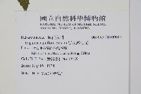 紫花鳳仙花藏品圖，第2張