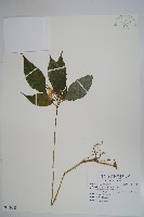 紫花鳳仙花藏品圖，第1張