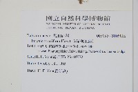 紫花鳳仙花藏品圖，第2張