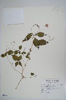 紫花鳳仙花藏品圖，第1張