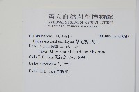 紫花鳳仙花藏品圖，第2張