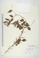 臺灣馬桑藏品圖，第1張