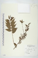 臺灣馬桑藏品圖，第1張